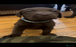 Labrador Retriever dogs for sale: Fully vaccinated chunky pedigree pups  - Advert 19