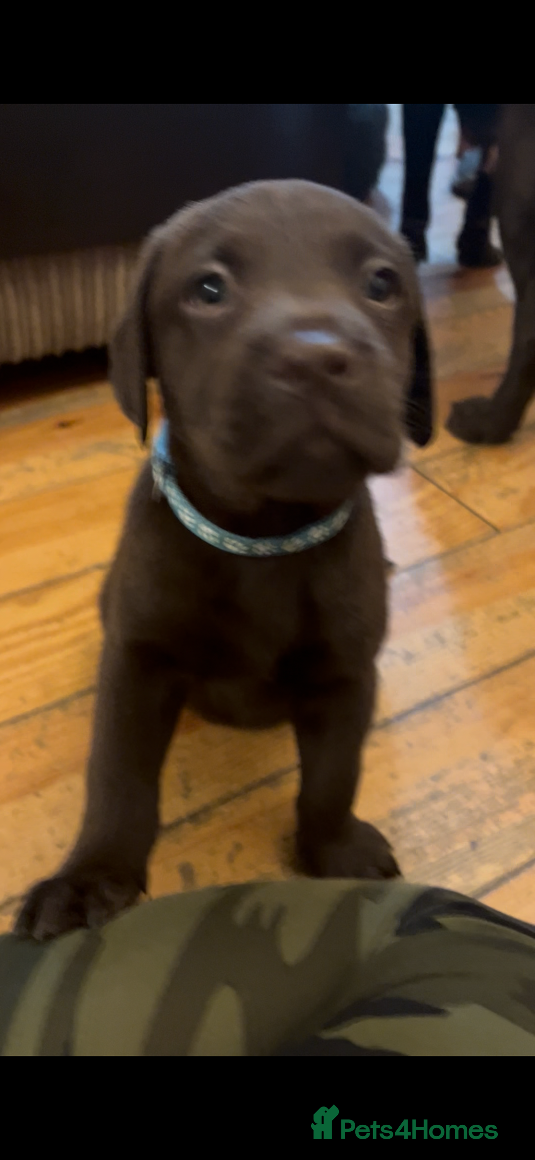 Labrador Retriever dogs for sale: Fully vaccinated chunky pedigree pups  - Advert 19