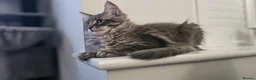 Maine Coon cats for sale: Gorgeous, sociable maine coon kittens  - Advert 6
