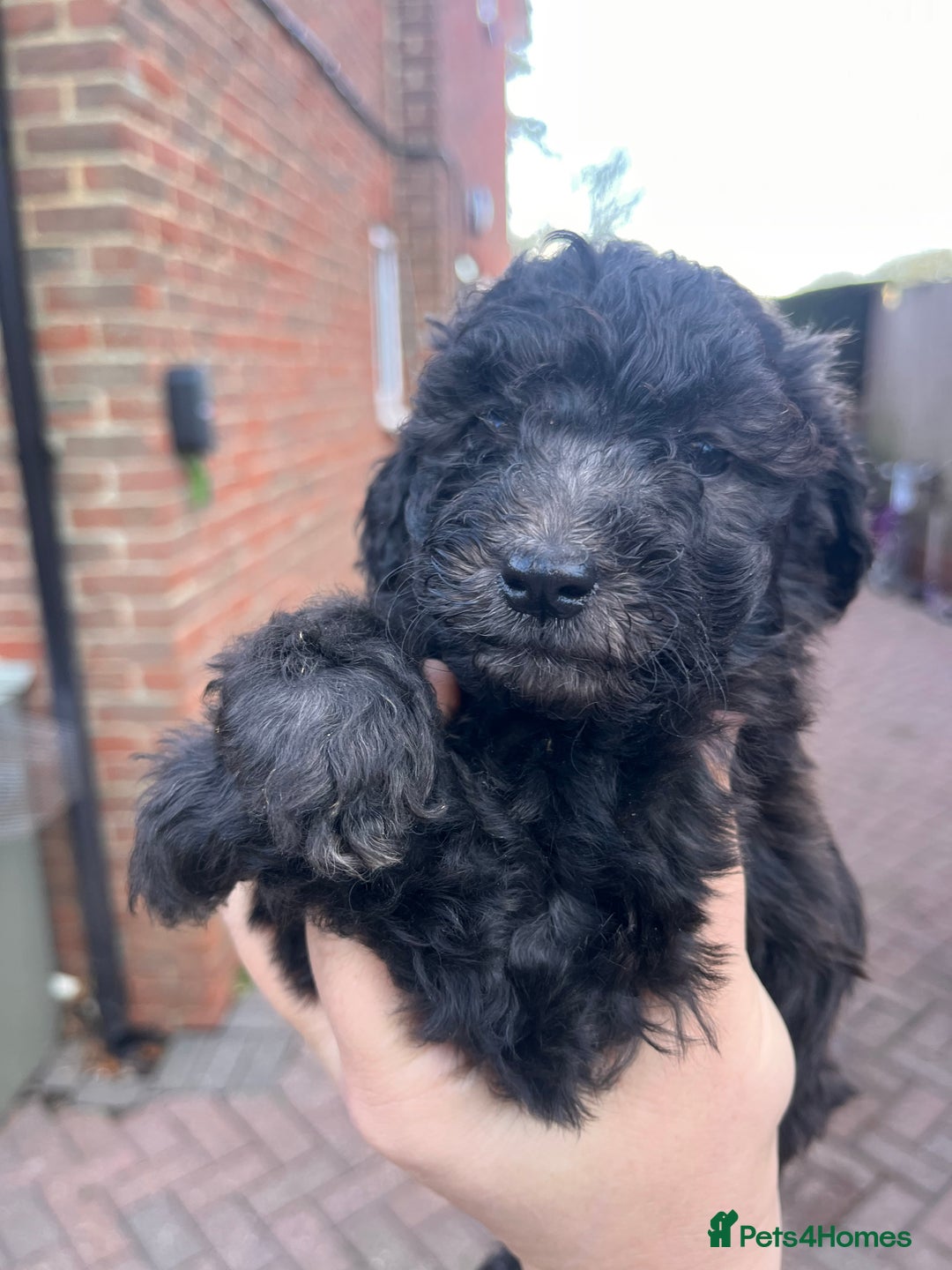 Australian Labradoodle dogs for sale: Home raised, DNA tested, Australian Labradoodles - Advert 26