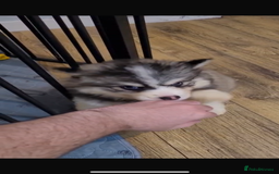 Pomsky dogs for sale: Pomsky Puppies - Image 9