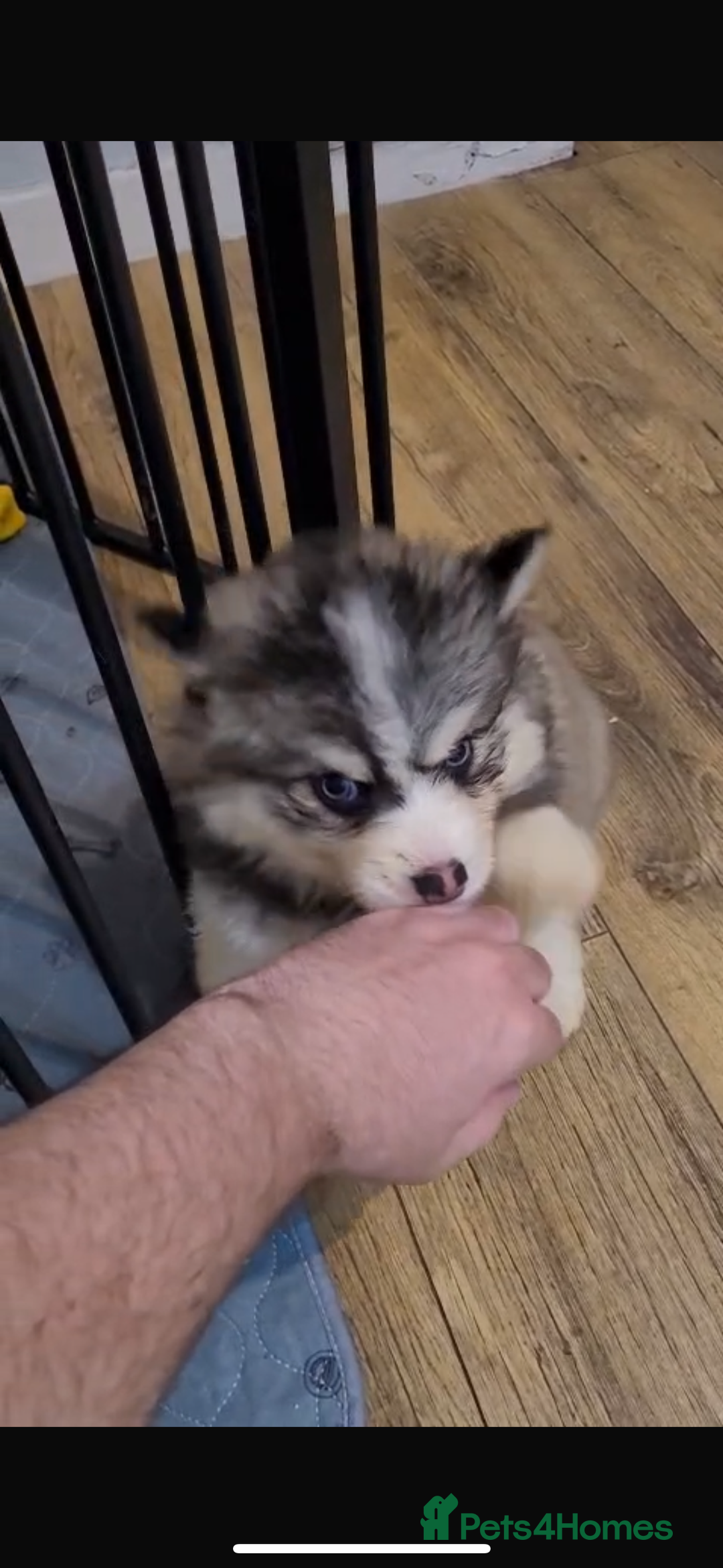 Pomsky dogs for sale: Pomsky Puppies - Image 9