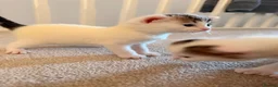 Domestic Shorthair cats for sale: 3 adorable little kittens for sale - Advert 4