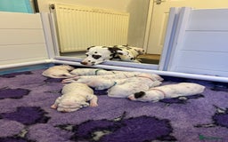 Dalmatian dogs for sale: LouAbidora  - Image 7