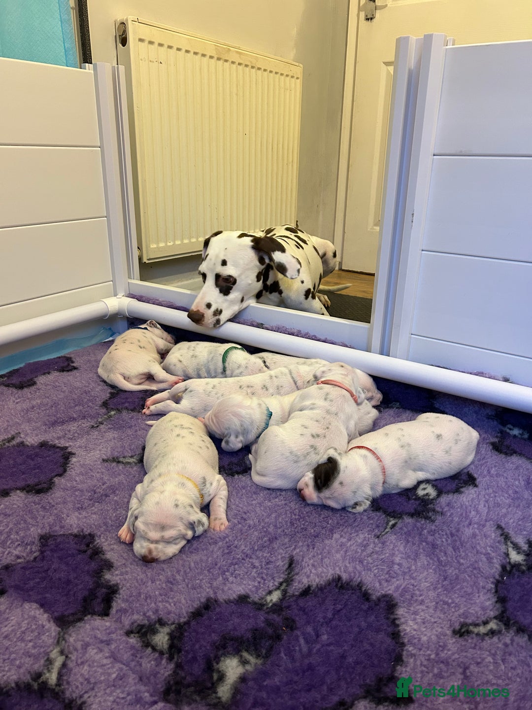 Dalmatian dogs for sale: LouAbidora  - Image 7