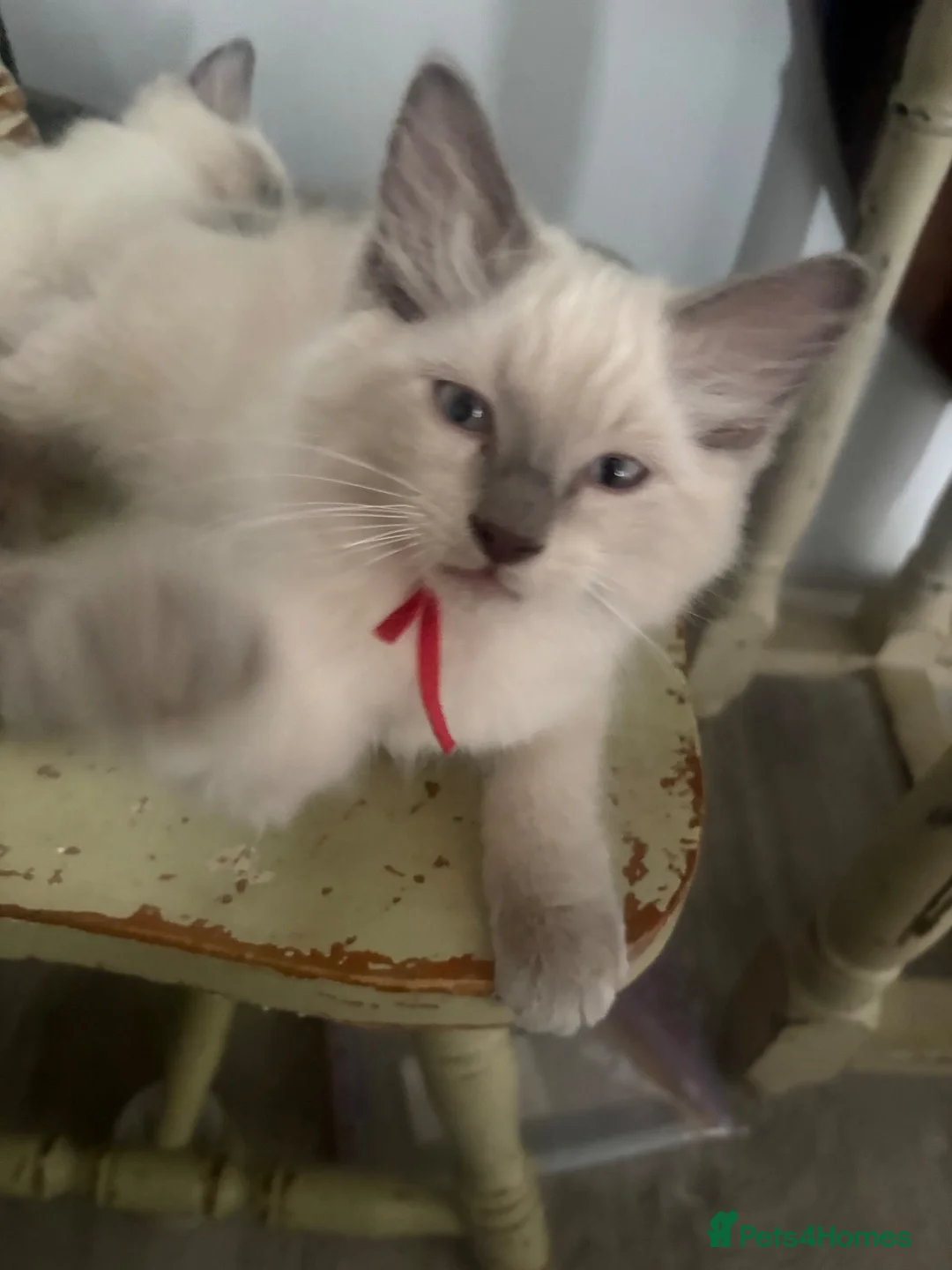 Ragdoll cats for sale: ❤️ fully vaccinated pure Ragdoll ready 25th August - Advert 2