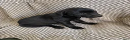 Staffordshire Bull Terrier dogs for sale: SOLD.  - Advert 3