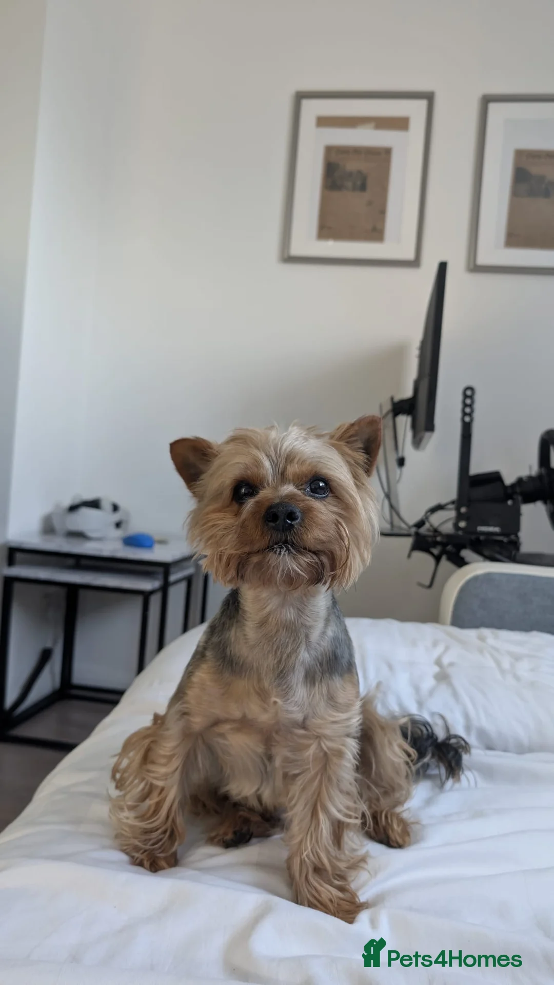 Yorkshire Terrier dogs for stud: Yorkshire terrier Dog For Stud Kc Registered in Stonehaven - Advert 3