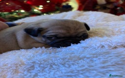 Pug dogs for sale: Pug puppies - Advert 20