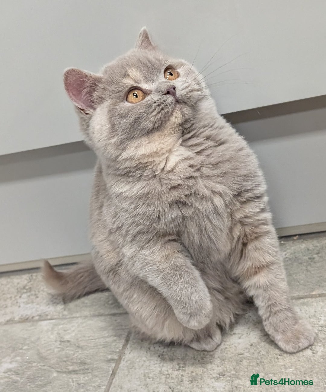 British Shorthair cats for sale: Gorgeous British shorthair kittens  - Advert 14