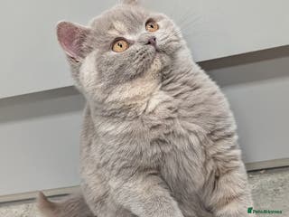 British Shorthair cats Gorgeous British shorthair kittens - Advert 15