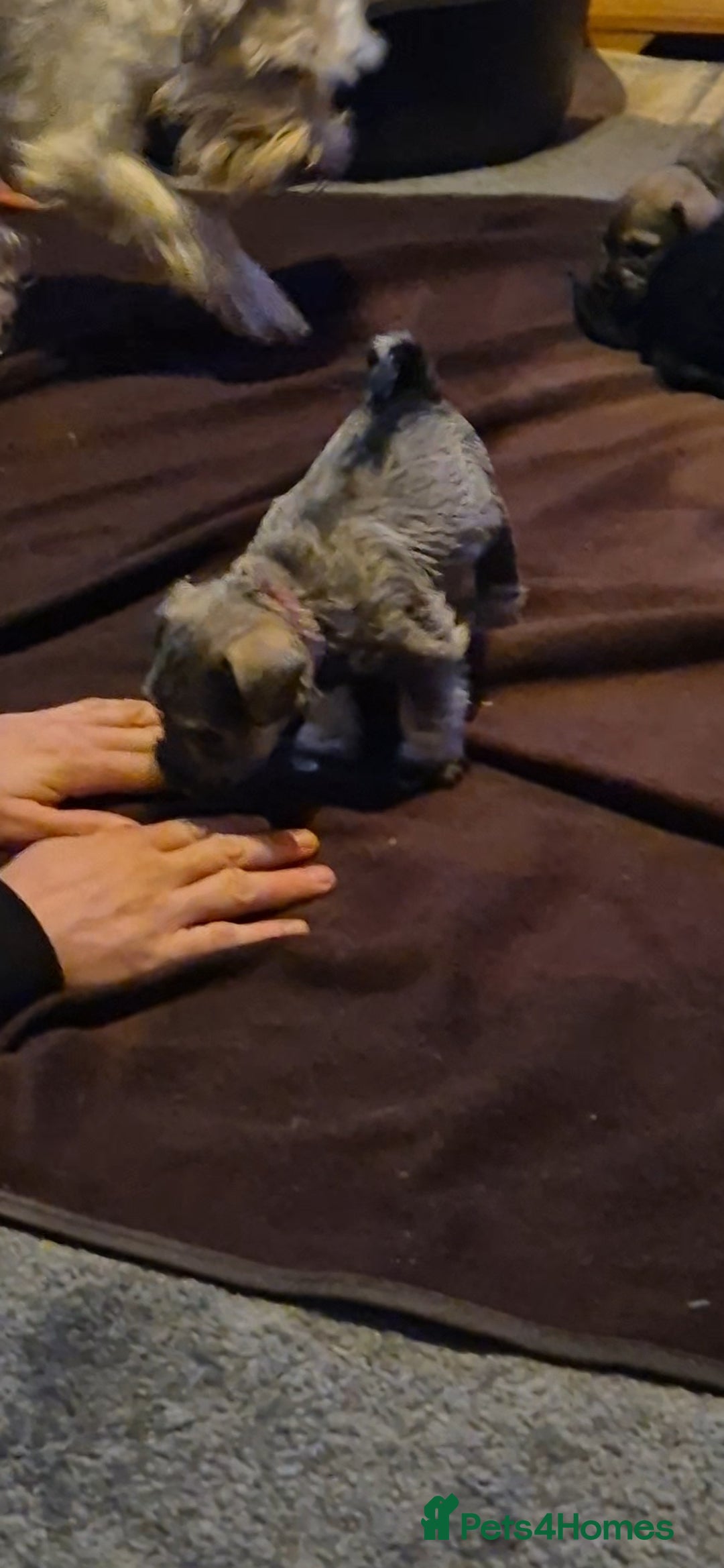 Miniature Schnauzer dogs for sale: Miniature Schnauzer puppies kc reg Ready to view - Image 11