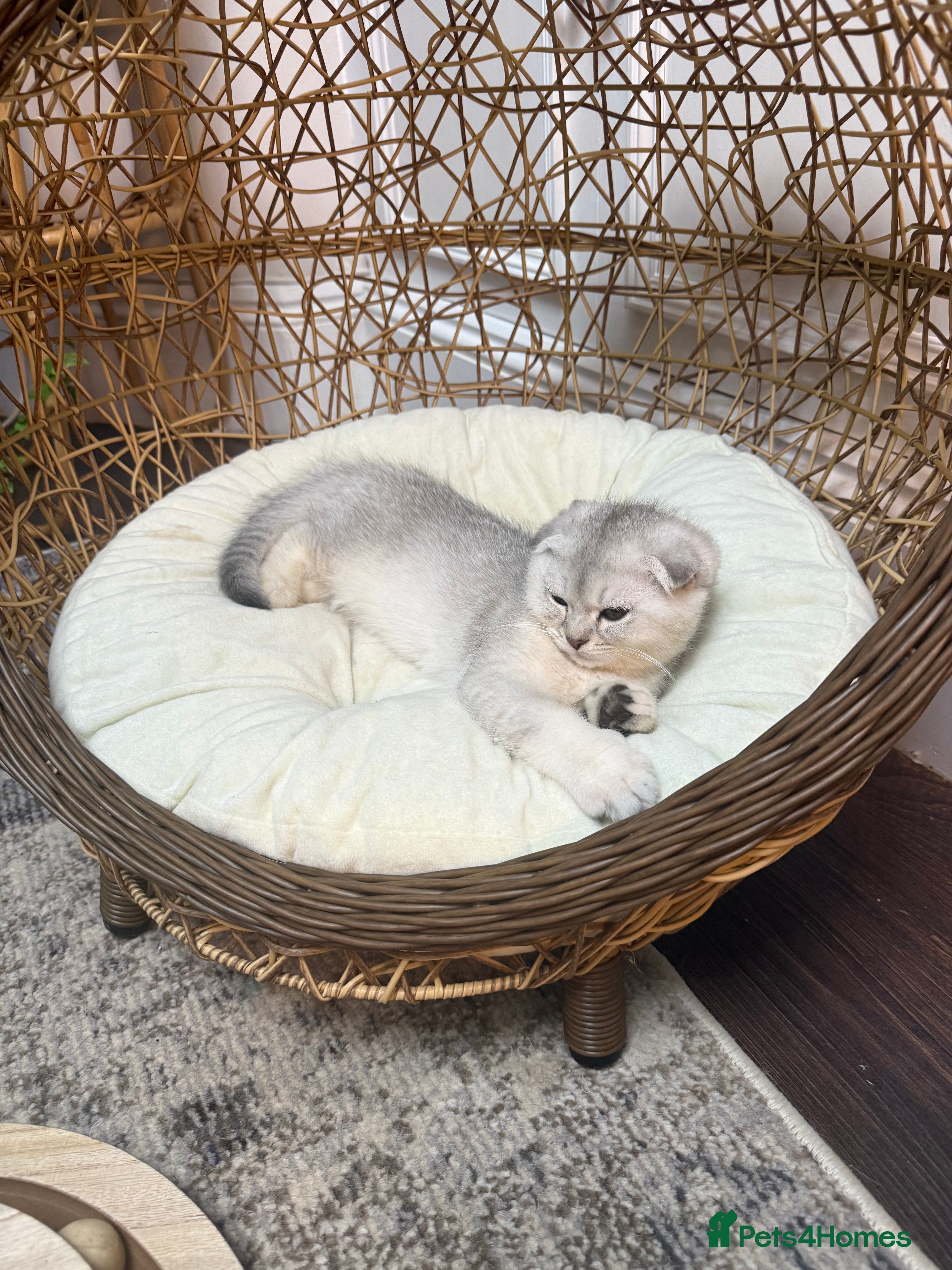 British Shorthair cats British shorthair kittens  - Advert 2