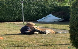 Golden Retriever dogs for sale: Male golden retriever  in Horncastle - Image 2