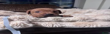 Labrador Retriever 6