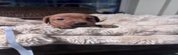 Labrador Retriever dogs for sale: Exceptional working Labrador puppies  - Advert 10