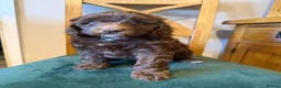 Cockapoo dogs for sale:  Girls Only from DNA Tested Parents  - Advert 4