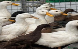 Ducks poultry for sale: Khaki Campbell and Cherry Valley Ducks - Image 7