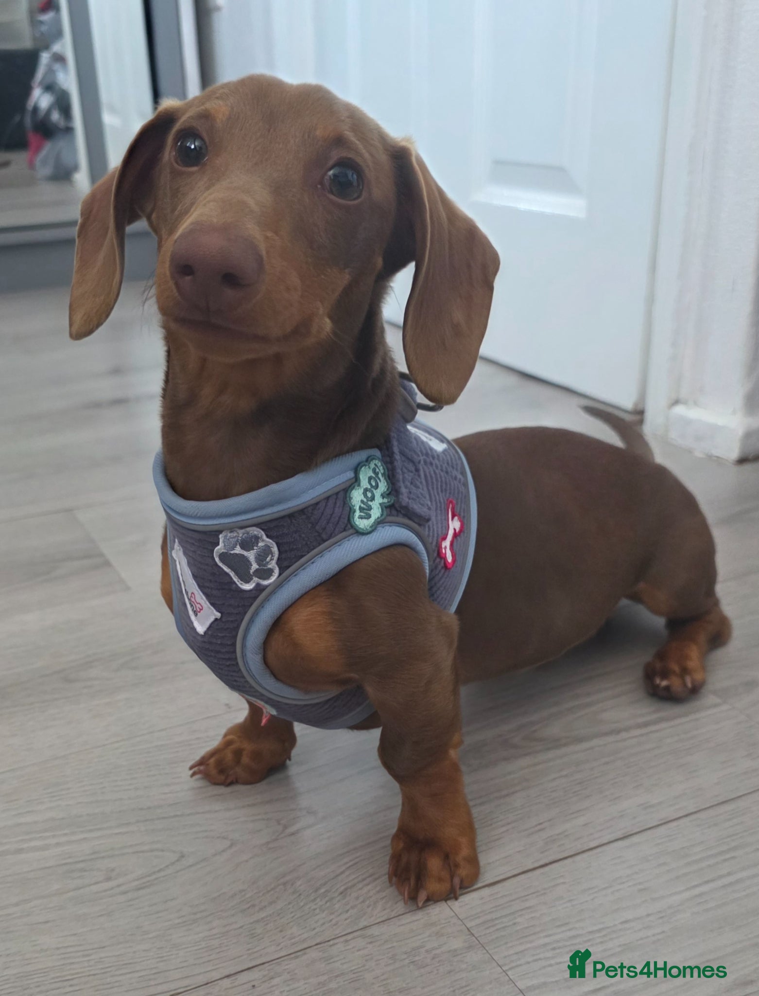 Miniature Dachshund dogs KC Registered Miniature Dachshund boy - Advert 2