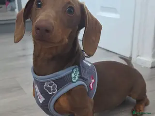 Miniature Dachshund dogs KC Registered Miniature Dachshund boy - Advert 1