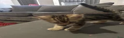 Bengal cats for sale: Bengal kittens mixed litter beautiful rare coats - Advert 7