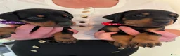 Dobermann dogs for sale: Doberman puppies for sale only 2boys left  - Advert 11