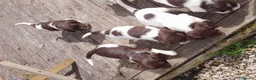 English Springer Spaniel dogs for sale: Gorgeous English Springer Spaniels Puppies - Advert 6