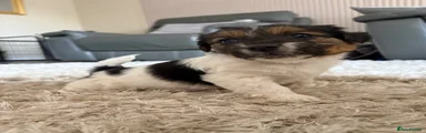 Mixed Breed 1