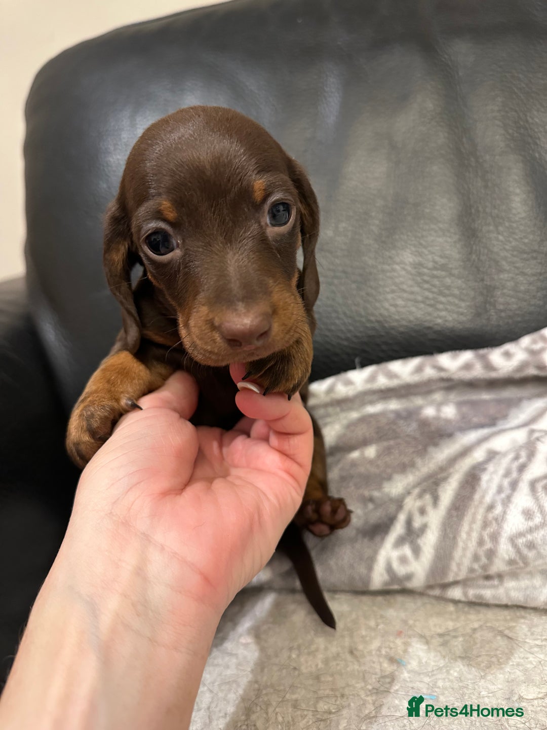 Miniature Dachshund dogs for sale: ⭐️LAST ONE⭐️KC REG Miniature Dachshund puppies  - Advert 9