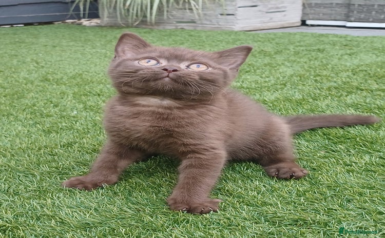 British Shorthair cats - Advert 14