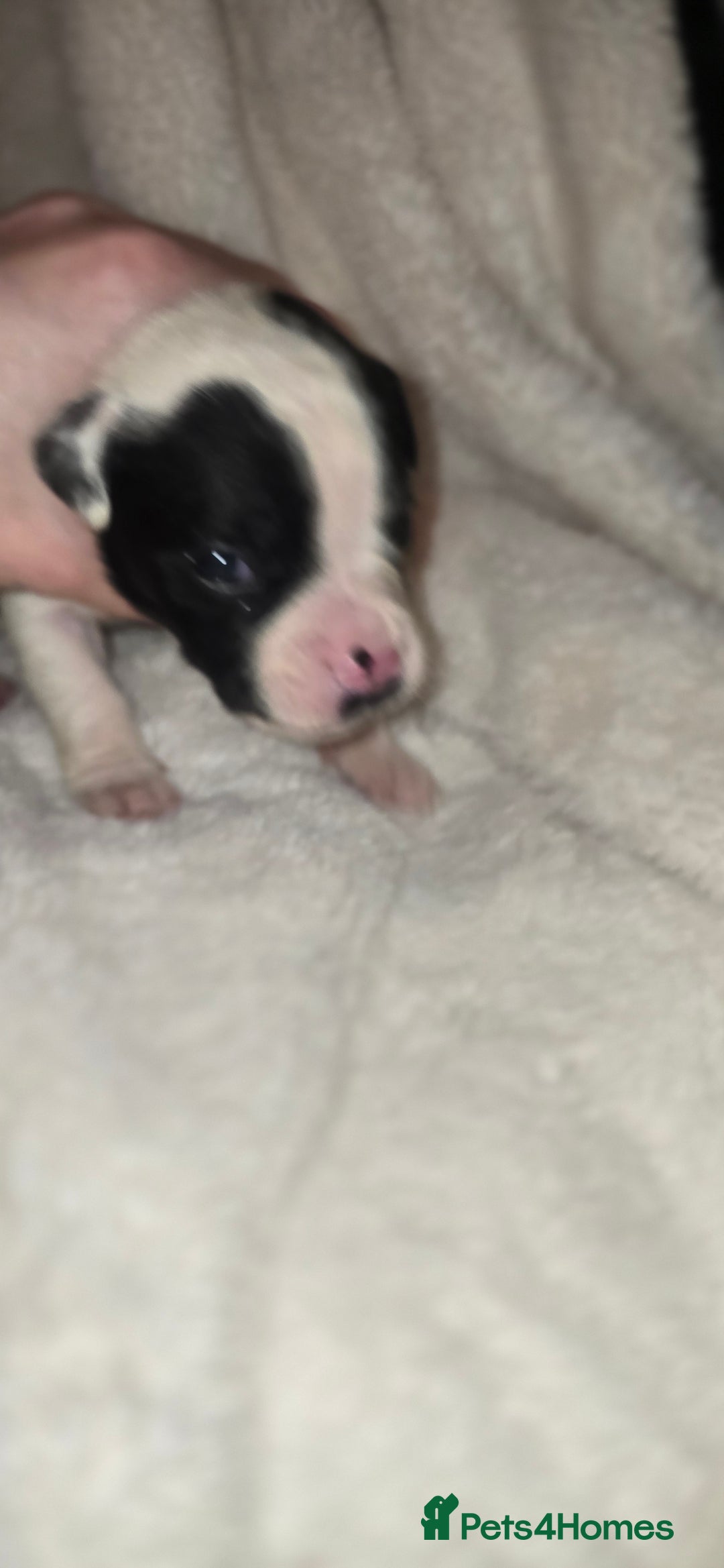 Mixed Breed dogs for sale: Olde english × staffie pups  - Advert 20