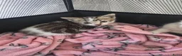 Mixed Breed cats for sale: beautifull kittens - Advert 4