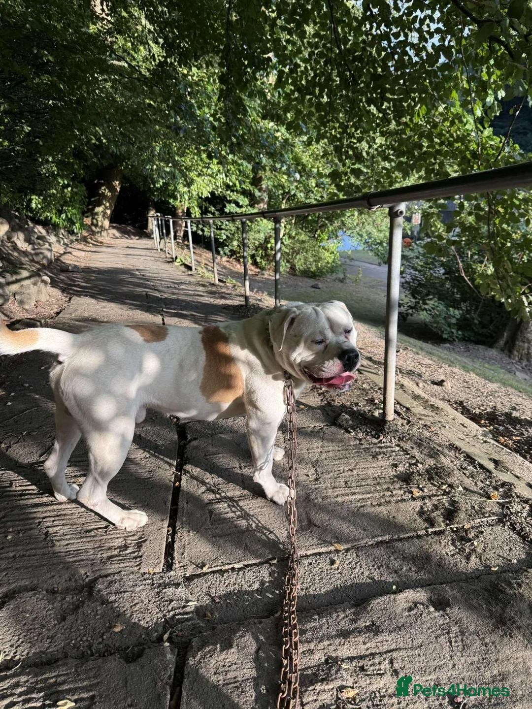 American Bulldog dogs for sale: Free American bulldog - Advert 2