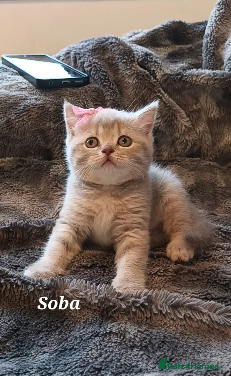 British Shorthair cats Rose gold British Shorthair  - Advert 17