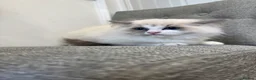 Ragdoll cats for sale: Chunky fluffy babies Available. - Advert 4