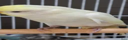 Budgerigars birds for sale: Budgies for sale Birmingham  - Advert 6