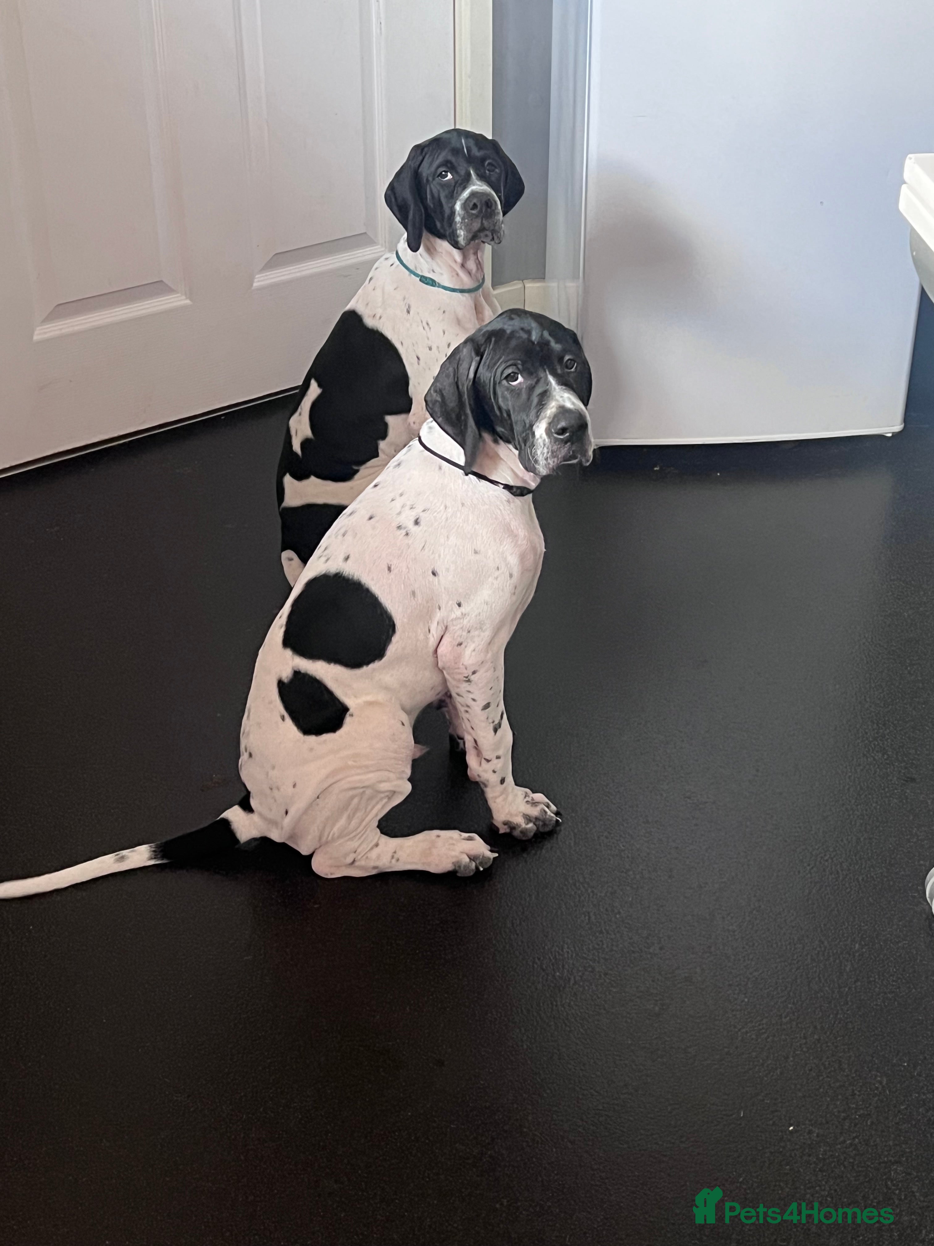 Pointer dogs Gorgeous Pedigree Pointer Pups - Advert 1