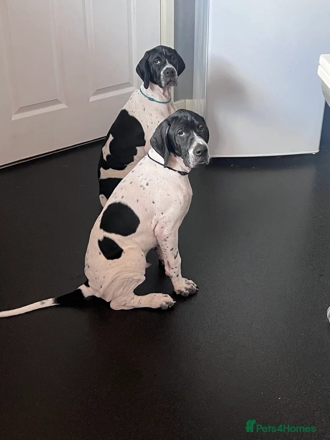 Pointer dogs for sale: Gorgeous Pedigree Pointer Pups - Advert 1