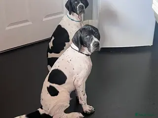 Pointer dogs Gorgeous Pedigree Pointer Pups - Advert 2