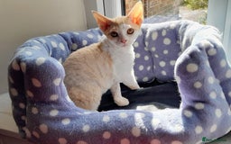 Devon Rex cats for sale: Adorable Devon Rex Kittens  - 2 girls - Image 6