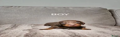 Miniature Dachshund 5