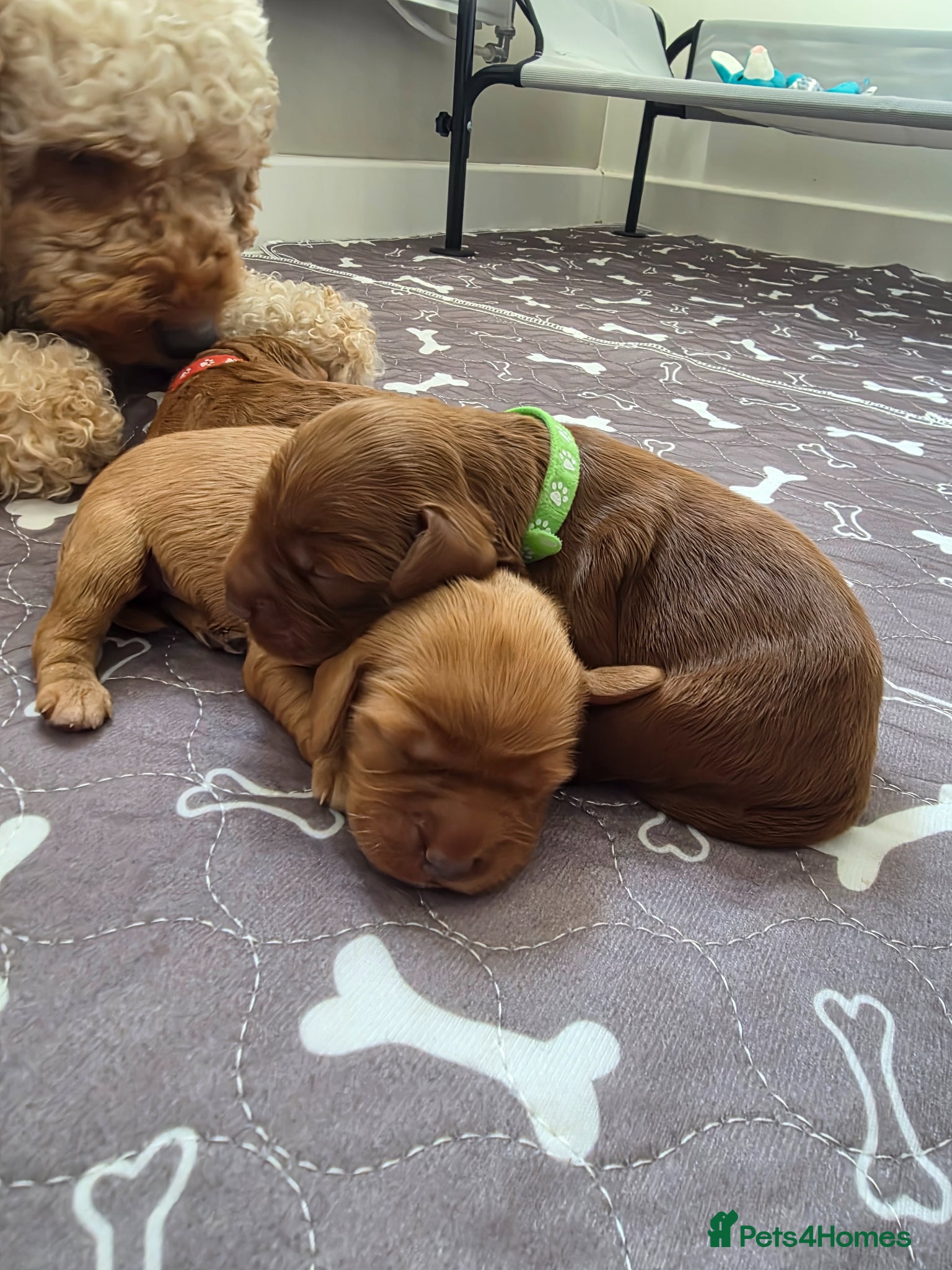 Cockapoo dogs for sale: Cockapoo puppies in Dereham - Advert 11