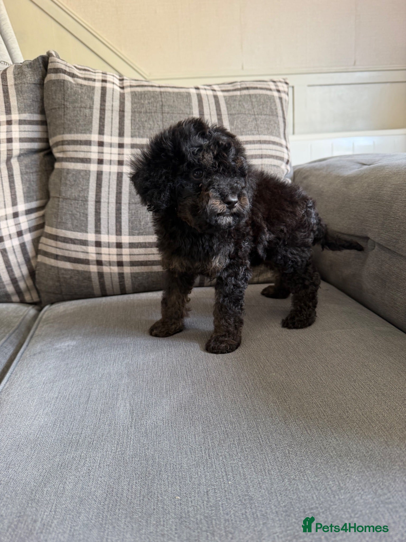 Cavapoo dogs  black f1b cavapoos Ready now ✨ - Advert 1