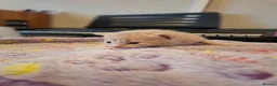 Mixed Breed cats for sale: Kittens - Advert 7
