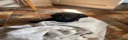 Labrador Retriever dogs for sale: Black Labrador dog puppy  - Advert 2