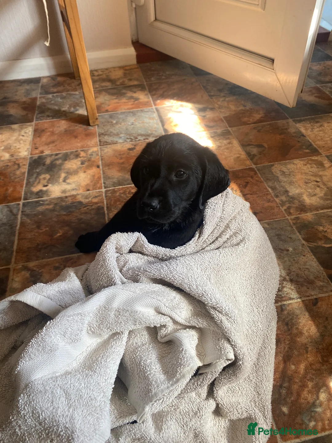 Labrador Retriever dogs for sale: Black Labrador dog puppy  - Advert 2