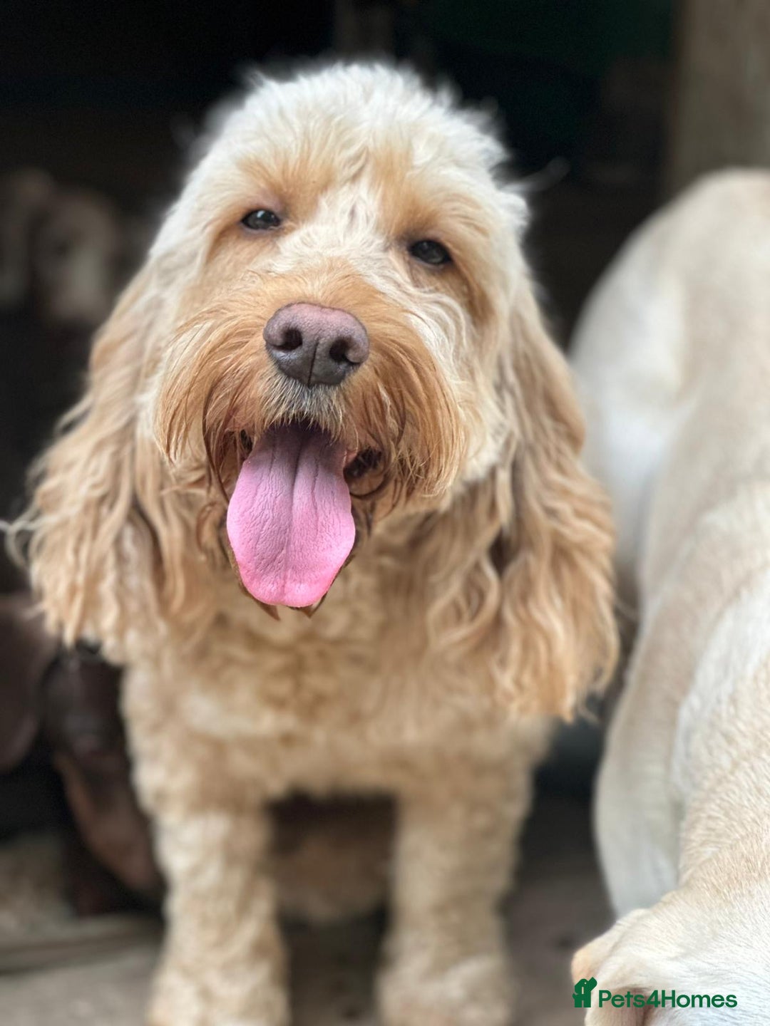 Cockapoo dogs for sale: F2 Cockapoo puppies for sale  - Image 9