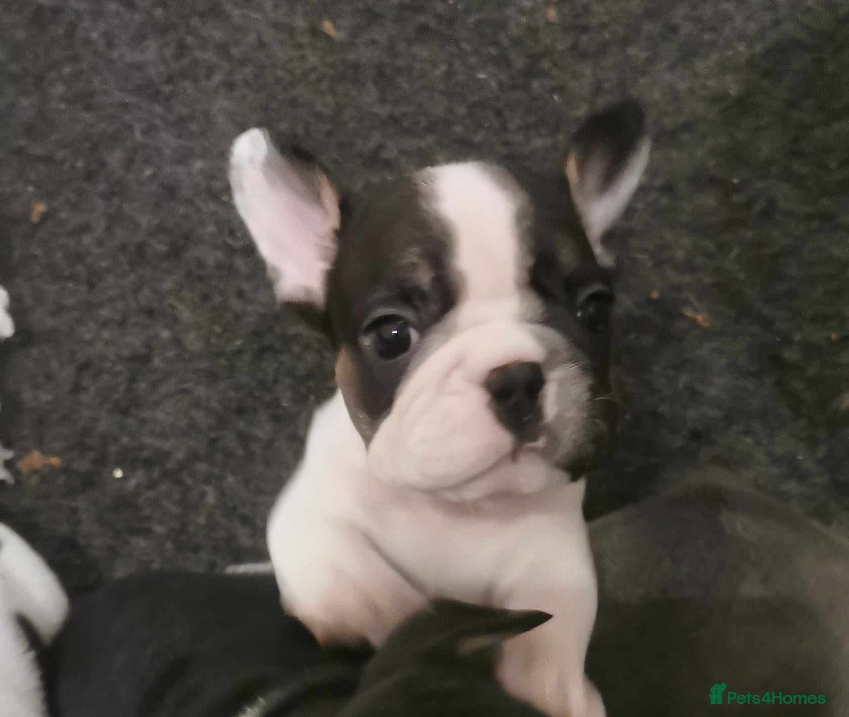 French Bulldog dogs Frenchbulldog Puppies - Advert 5