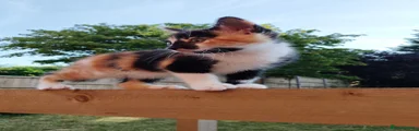 Mixed Breed 4