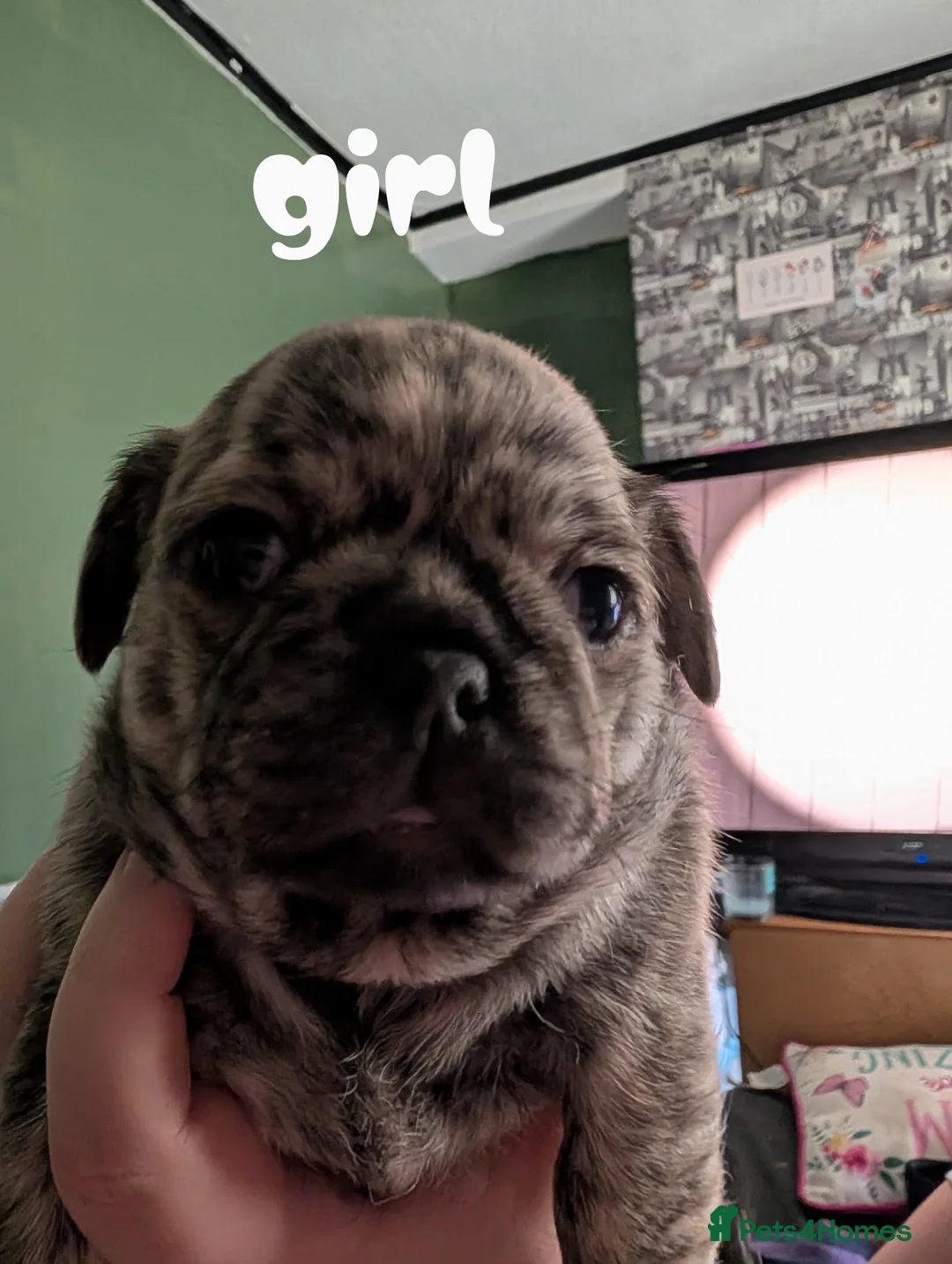 Puggle dogs for sale: Puppy's for sale - Advert 2